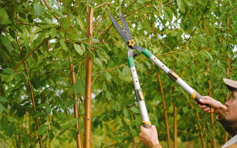 Tree trimming in Burlingham, NY