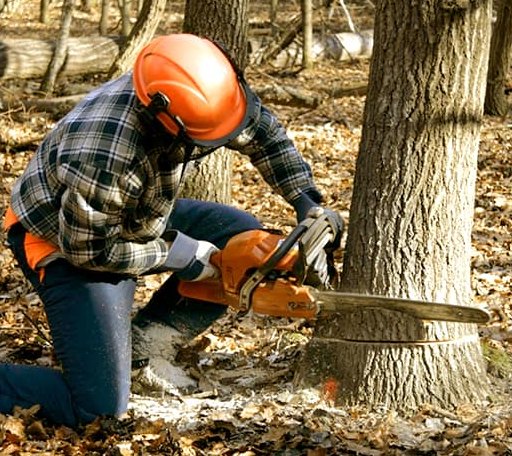 Tree Removal in Burlingham, NY